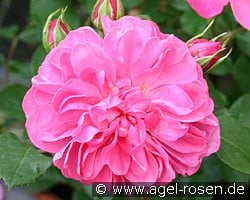 Allegro kaufen, click for more details Allegro