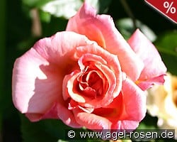 Aloha Kordes kaufen, click for more details Aloha Kordes