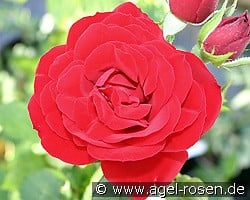 Amadeus kaufen, click for more details Amadeus