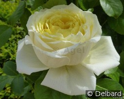 Amnesty International kaufen, click for more details Amnesty International