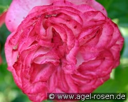 Antike 89 kaufen, click for more details Antike 89