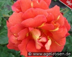 Arielle Dombasle kaufen, click for more details Arielle Dombasle