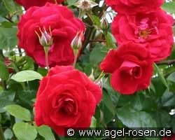 Baikal syn. The Prince's Trust kaufen, click for more details Baikal syn. The Prince's Trust