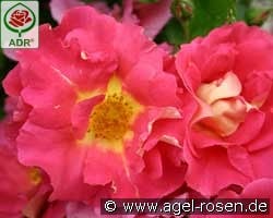 Bajazzo kaufen, click for more details Bajazzo