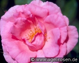 Bantry Bay kaufen, click for more details Bantry Bay