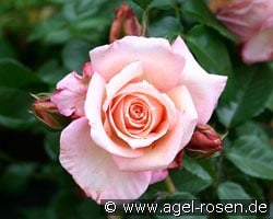 Barock kaufen, click for more details Barock