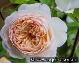 Bathsheba kaufen, click for more details Bathsheba