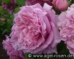 Bienvenue kaufen, click for more details Bienvenue