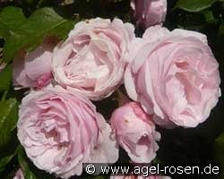 Billet Doux kaufen, click for more details Billet Doux