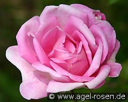 Blairii II kaufen, click for more details Blairii II