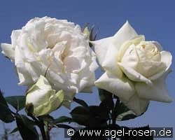 Blanche Colombe kaufen, click for more details Blanche Colombe