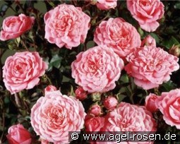 Boogie Woogie kaufen, click for more details Boogie Woogie