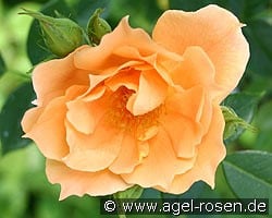 Bridge of Sighs kaufen, click for more details Bridge of Sighs