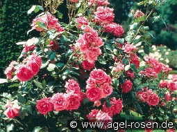 Campanile kaufen, click for more details Campanile