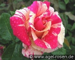 Candy Land kaufen, click for more details Candy Land