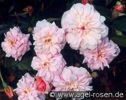 Cécile Brunner Climbing kaufen, click for more details Cécile Brunner Climbing
