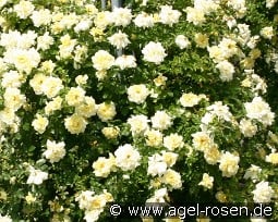 Christine Hélène kaufen, click for more details Christine Hélène