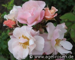 Clair Matin kaufen, click for more details Clair Matin