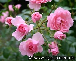 Climbing Bonica kaufen, click for more details Climbing Bonica