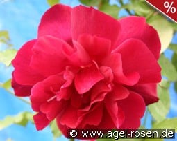 Climbing Etoile de Hollande kaufen, click for more details Climbing Etoile de Hollande