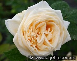 Climbing Lady Hillingdon kaufen, click for more details Climbing Lady Hillingdon