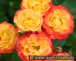 Climbing Rumba kaufen, click for more details Climbing Rumba