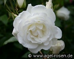 Climbing Schneewittchen kaufen, click for more details Climbing Schneewittchen