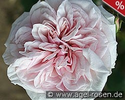 Climbing Souvenir de la Malmaison kaufen, click for more details Climbing Souvenir de la Malmaison