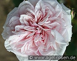 Climbing Souvenir de la Malmaison kaufen, click for more details Climbing Souvenir de la Malmaison