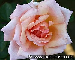 Compassion kaufen, click for more details Compassion