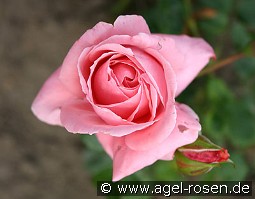 Coral Dawn kaufen, click for more details Coral Dawn