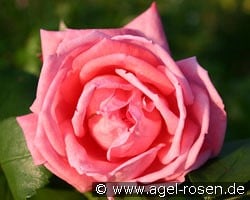 Coral Satin kaufen, click for more details Coral Satin