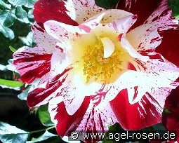 Crazy for You kaufen, click for more details Crazy for You