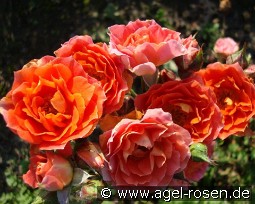 Cumba Meillandina kaufen, click for more details Cumba Meillandina