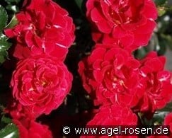 Dacapo kaufen, click for more details Dacapo