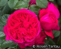 Deep Love kaufen, click for more details Deep Love