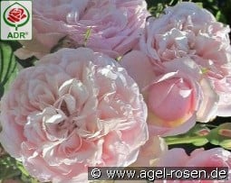 Divina Climber kaufen, click for more details Divina Climber