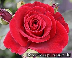 Don Juan kaufen, click for more details Don Juan