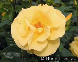 Dukat kaufen, click for more details Dukat