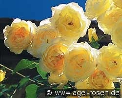 Dune kaufen, click for more details Dune