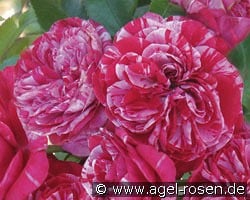 Easy Fashion kaufen, click for more details Easy Fashion