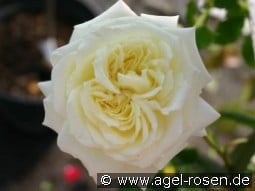 Elfe kaufen, click for more details Elfe