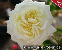 Elfe kaufen, click for more details Elfe