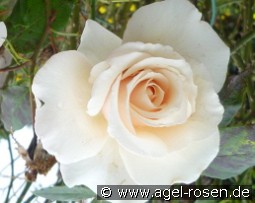 Eloise kaufen, click for more details Eloise