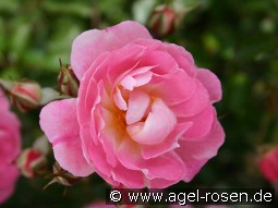 Fassadenzauber kaufen, click for more details Fassadenzauber