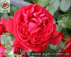 Florentina kaufen, click for more details Florentina