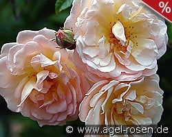 Ghislaine de Féligonde kaufen, click for more details Ghislaine de Féligonde