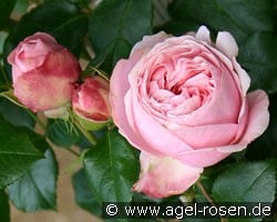 Giardina kaufen, click for more details Giardina