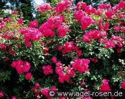 Gites de France syn Hagenbecks Tierpark kaufen, click for more details Gites de France syn Hagenbecks Tierpark