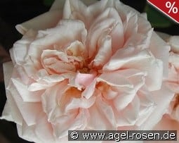 Gloire de Dijon kaufen, click for more details Gloire de Dijon